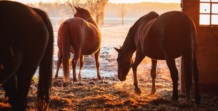clanek 5 - kotwasser 1